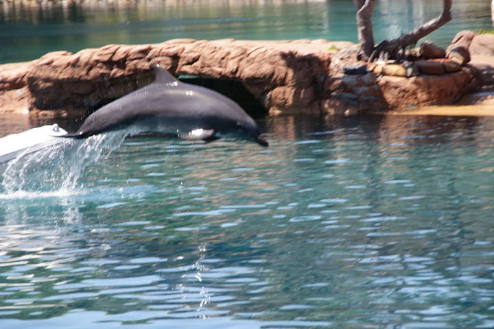 澳洲_黃金海岸_海洋世界_Sea World