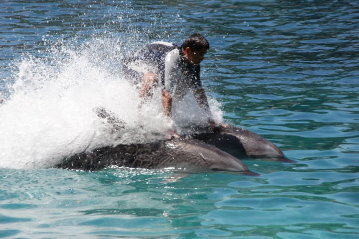澳洲_黃金海岸_海洋世界_Sea World