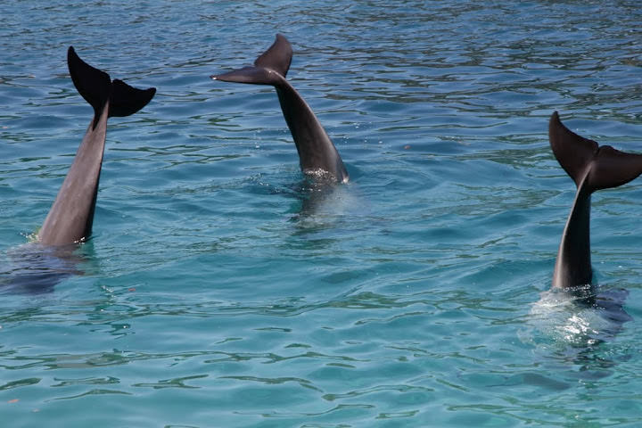 澳洲_黃金海岸_海洋世界_Sea World