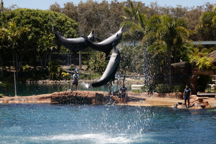 澳洲_黃金海岸_海洋世界_Sea World