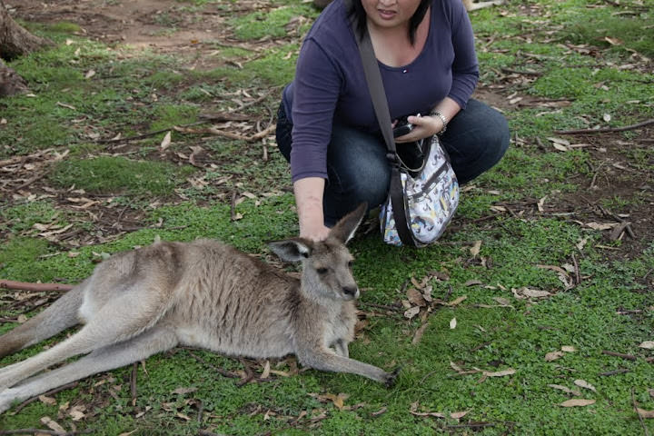 澳洲 布里斯班 龍柏無尾熊園區 Lone Pine Koala sonctuary