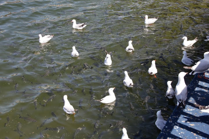澳洲_黃金海岸_海洋世界_Sea World
