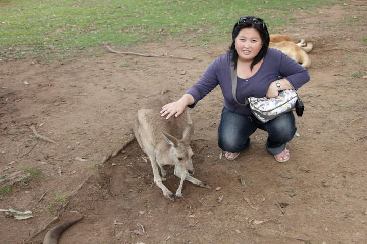 澳洲 布里斯班 龍柏無尾熊園區 Lone Pine Koala sonctuary