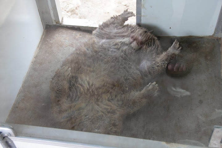 澳洲 布里斯班 龍柏無尾熊園區 Lone Pine Koala sonctuary