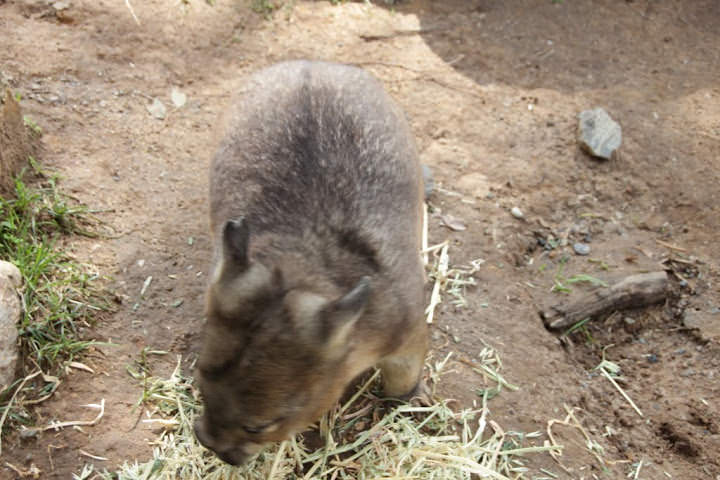 澳洲 布里斯班 龍柏無尾熊園區 Lone Pine Koala sonctuary