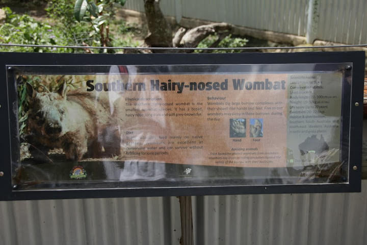 澳洲 布里斯班 龍柏無尾熊園區 Lone Pine Koala sonctuary