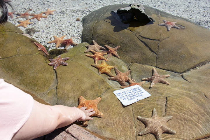 澳洲_黃金海岸_海洋世界_Sea World
