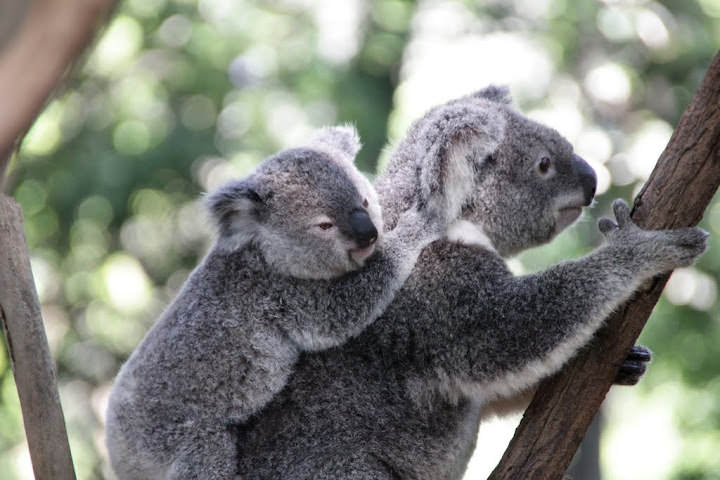 澳洲 布里斯班 龍柏無尾熊園區 Lone Pine Koala sonctuary