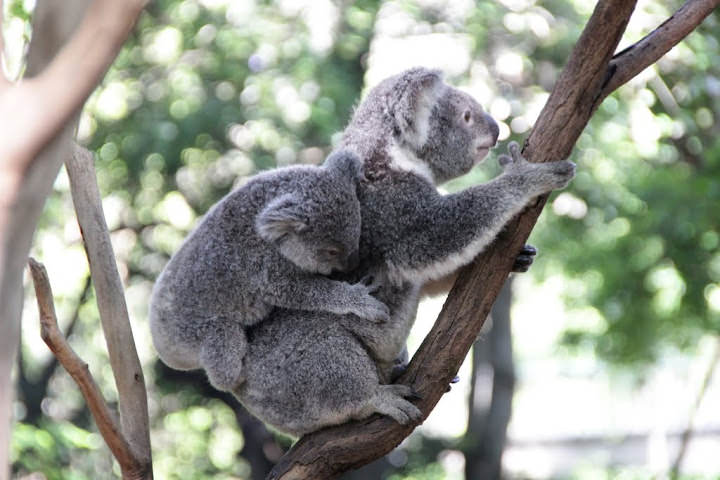 澳洲 布里斯班 龍柏無尾熊園區 Lone Pine Koala sonctuary