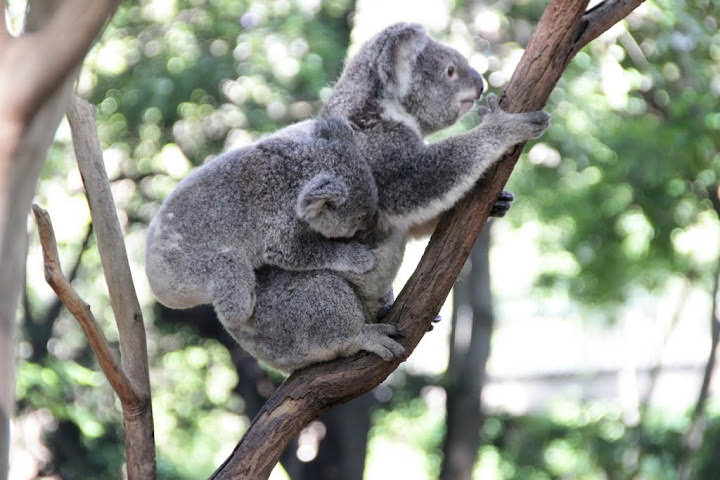 澳洲 布里斯班 龍柏無尾熊園區 Lone Pine Koala sonctuary