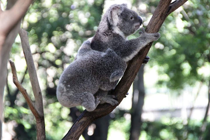 澳洲 布里斯班 龍柏無尾熊園區 Lone Pine Koala sonctuary