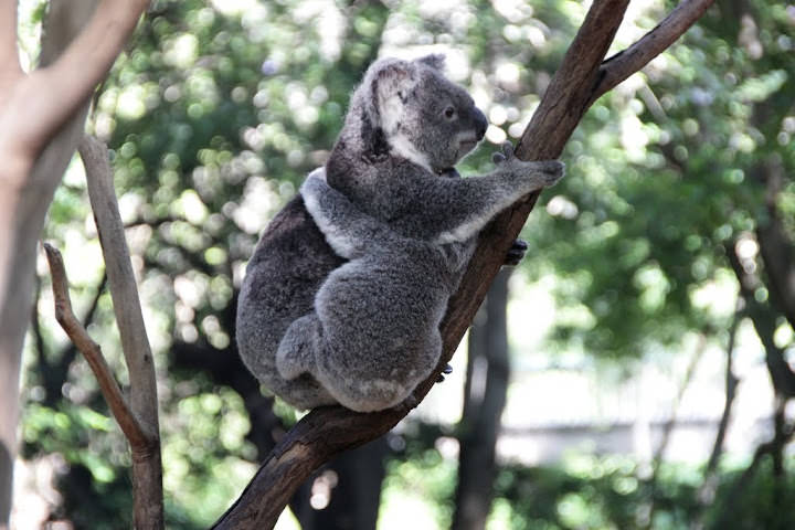 澳洲 布里斯班 龍柏無尾熊園區 Lone Pine Koala sonctuary