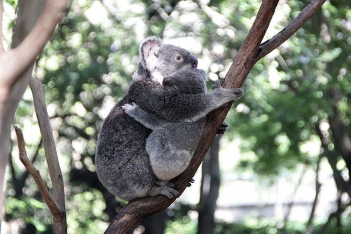 澳洲 布里斯班 龍柏無尾熊園區 Lone Pine Koala sonctuary