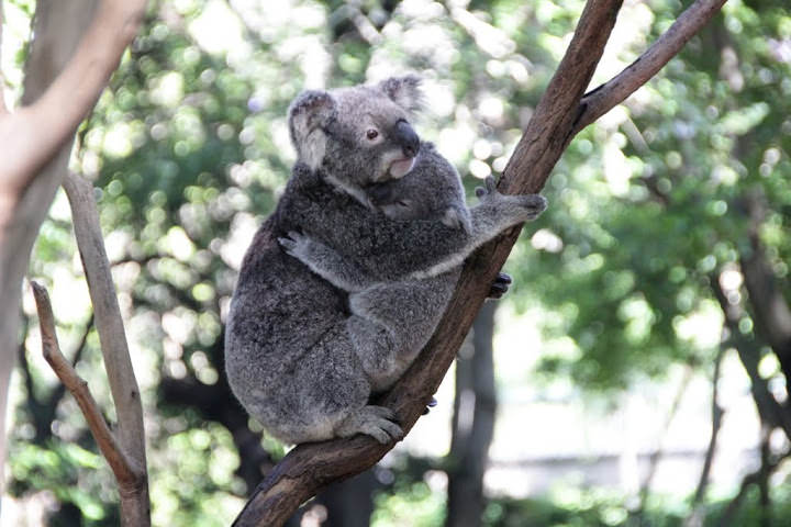 澳洲 布里斯班 龍柏無尾熊園區 Lone Pine Koala sonctuary
