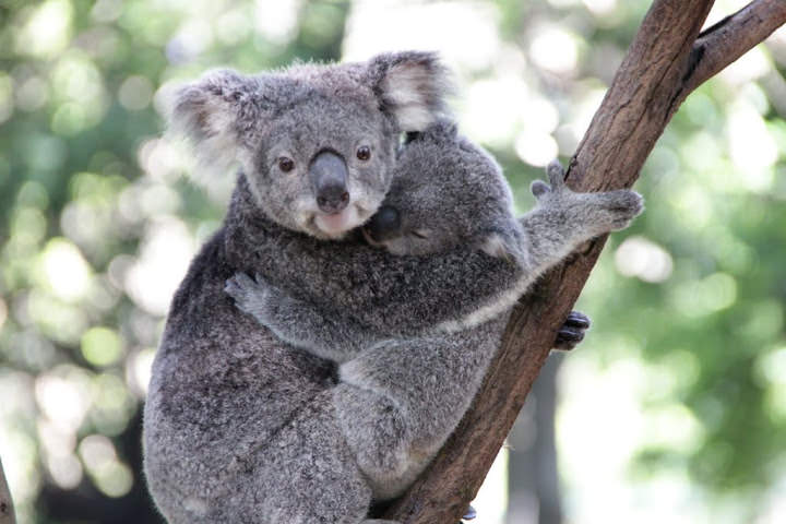 澳洲 布里斯班 龍柏無尾熊園區 Lone Pine Koala sonctuary