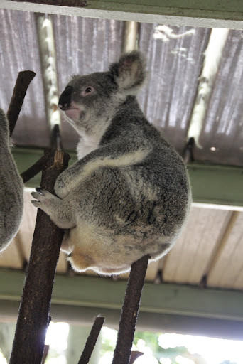 澳洲 布里斯班 龍柏無尾熊園區 Lone Pine Koala sonctuary