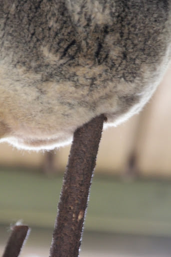 澳洲 布里斯班 龍柏無尾熊園區 Lone Pine Koala sonctuary