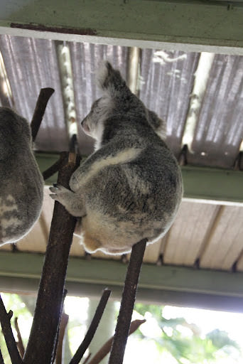 澳洲 布里斯班 龍柏無尾熊園區 Lone Pine Koala sonctuary