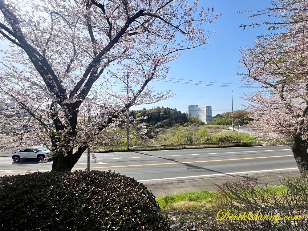 成田日航酒店 櫻花