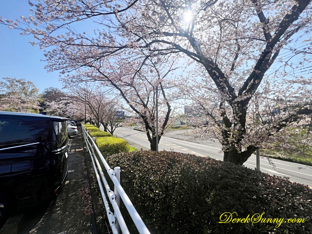 成田日航酒店 櫻花