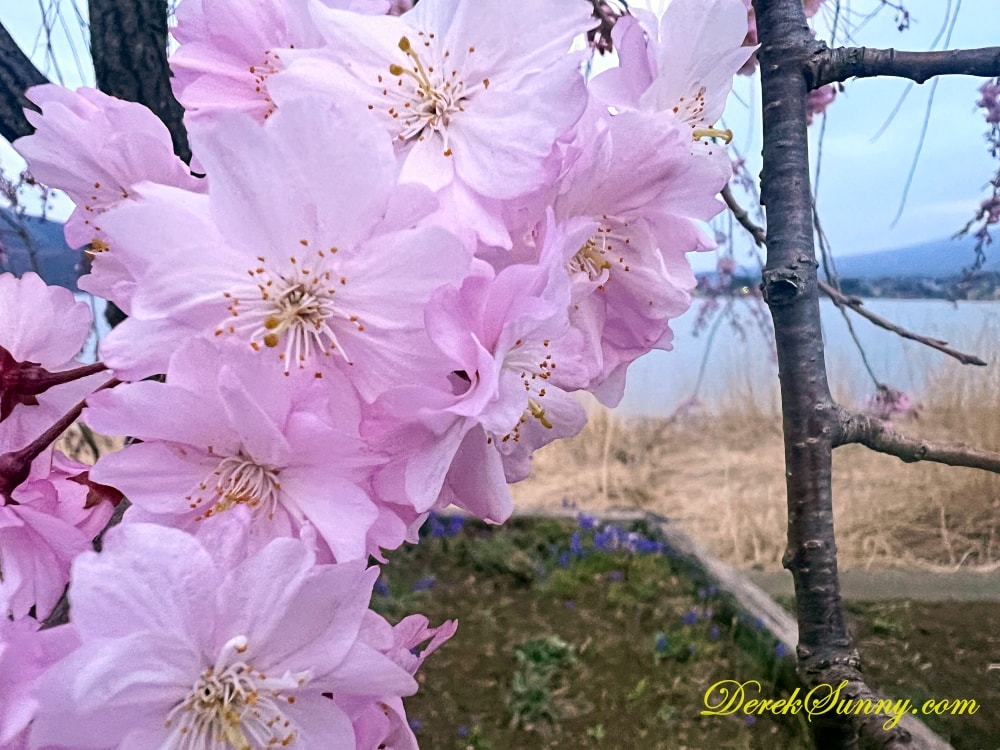 大石公園