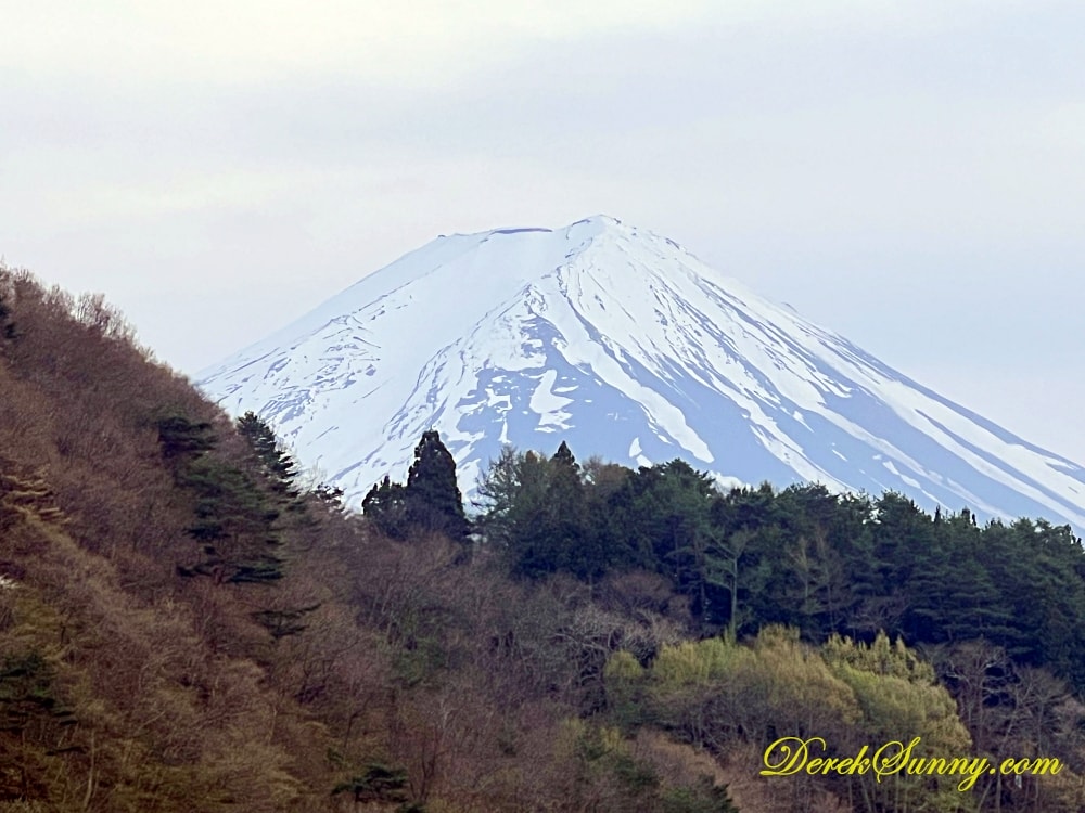 富士河口湖櫻花祭
