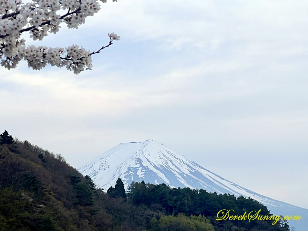 富士河口湖櫻花祭
