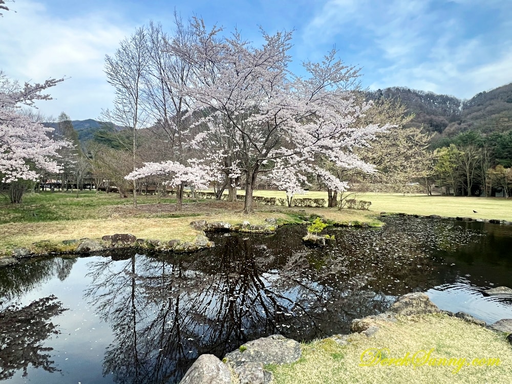 富士河口湖櫻花祭(富士・河口湖さくら祭り)