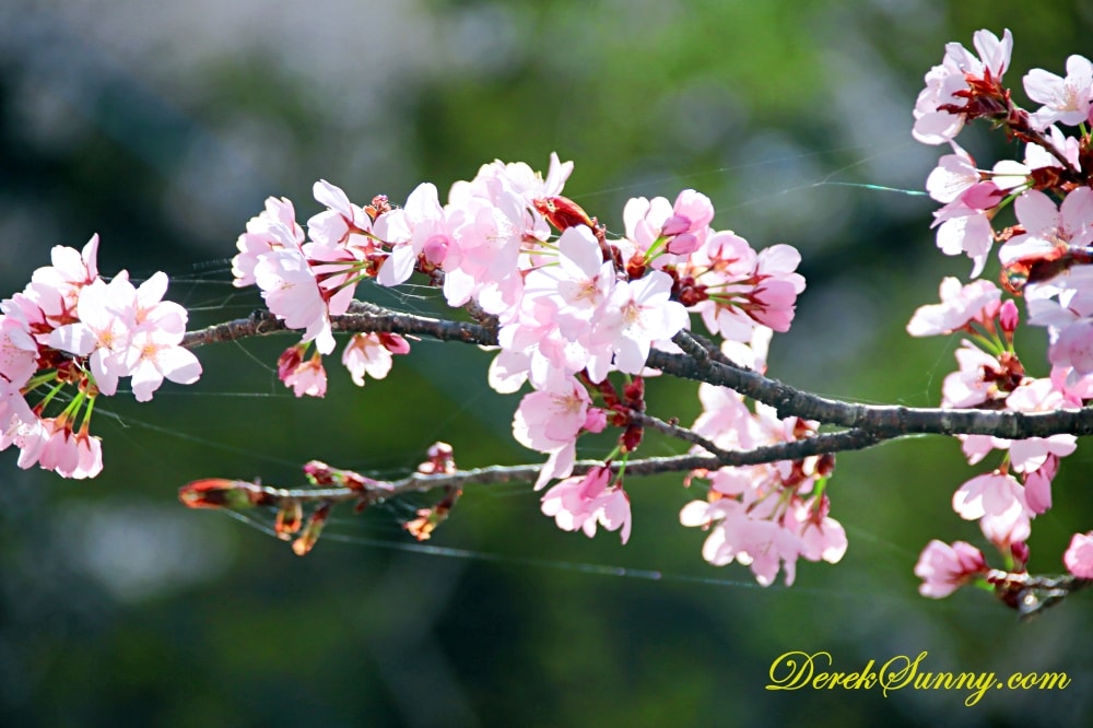 長崎公園