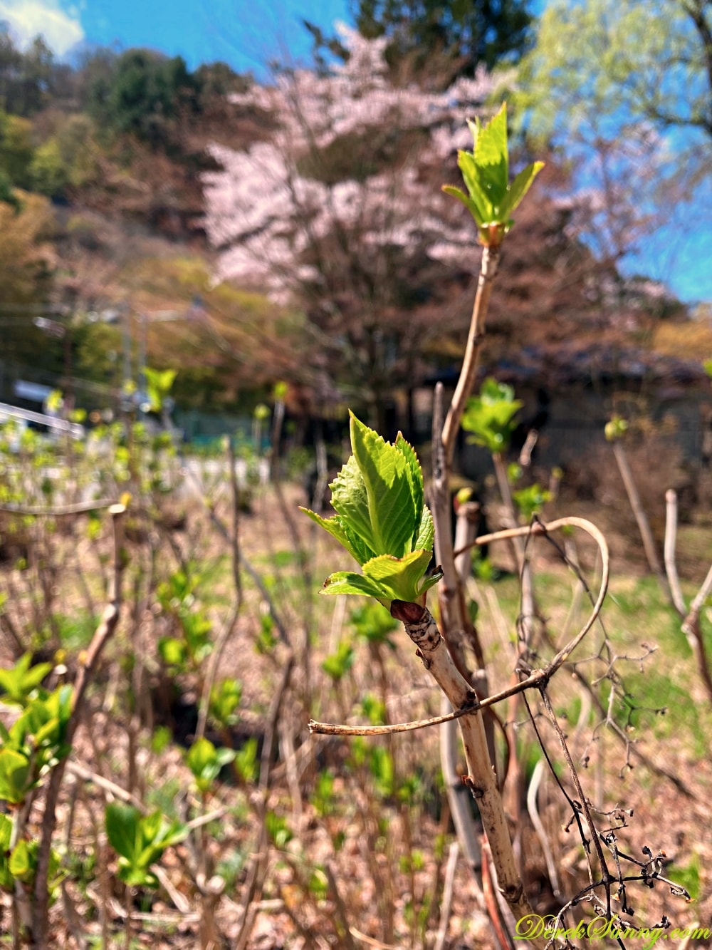 河口湖天上山公園