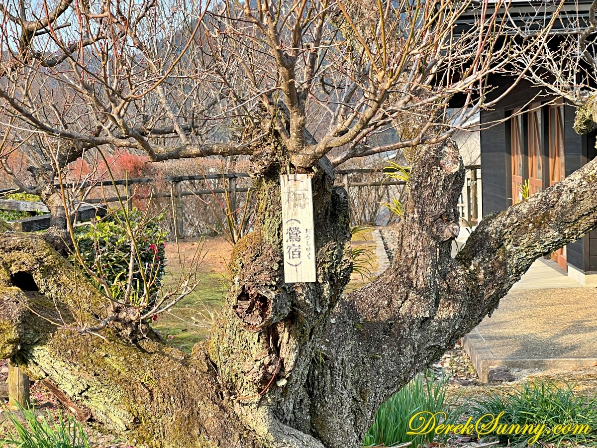 梅酒蔵おおやま img 9885 056