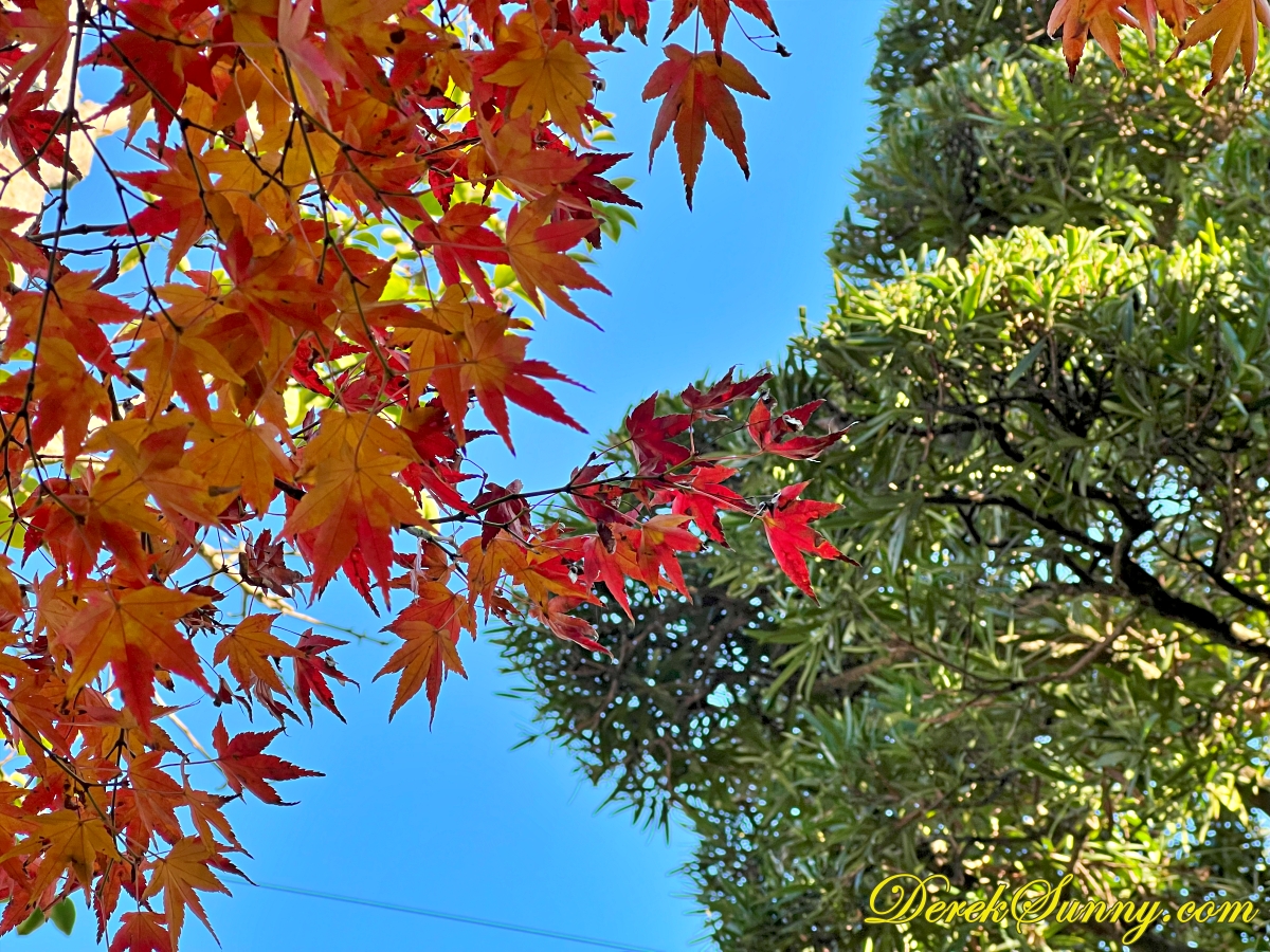 若松屋l img 9473 081