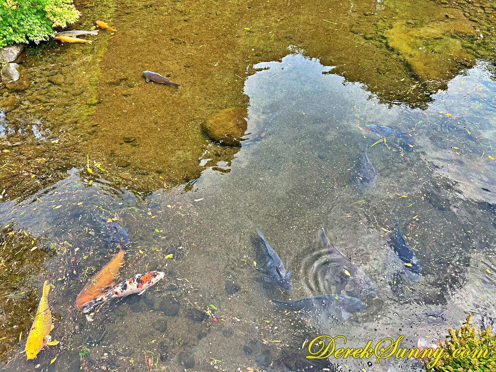 水前寺成趣園 ch img 1877 426 082